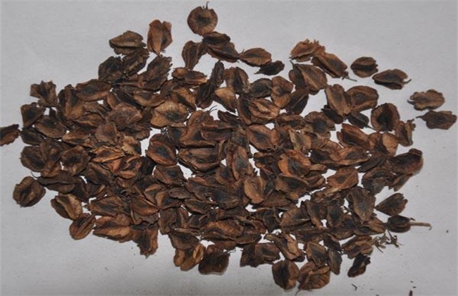 大黄种子育苗技术