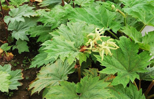 大黄种子育苗技术