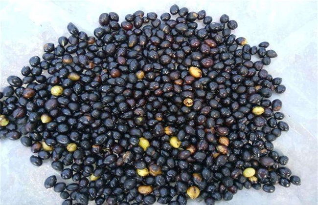 山豆根苗怎么种植