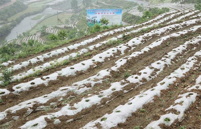 山豆根苗怎么种植