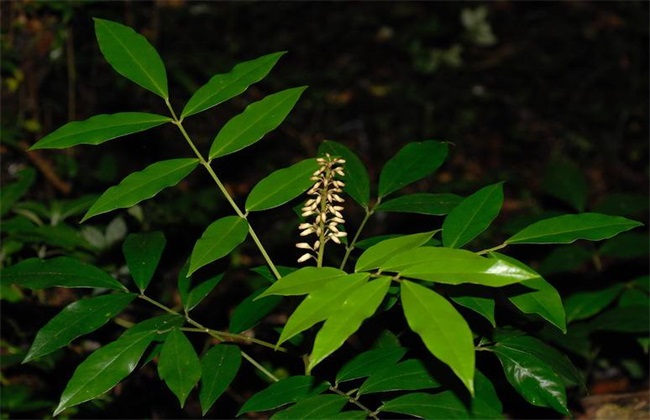 山豆根苗怎么种植