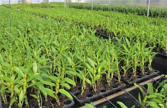 野生铁皮石斛的生长环境