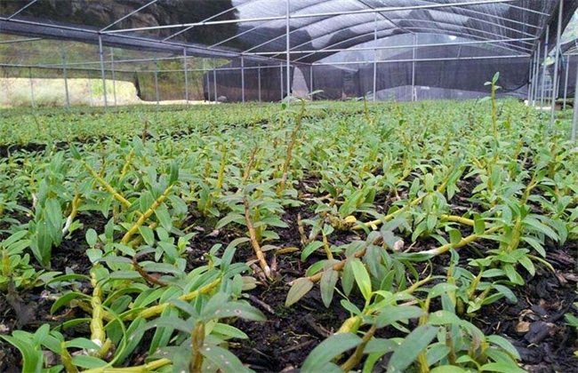 野生铁皮石斛的生长环境