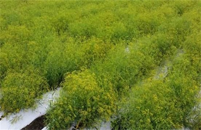 柴胡种植环境要求