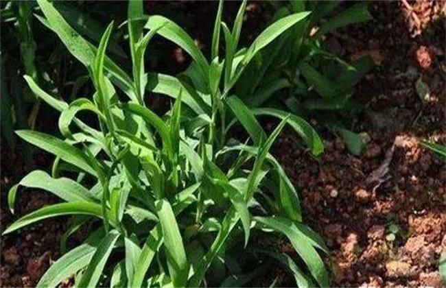 柴胡种植环境要求 - 农村致富网