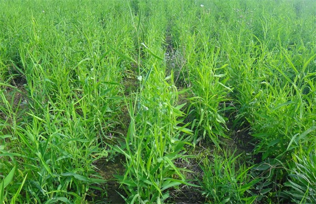 柴胡种植环境要求