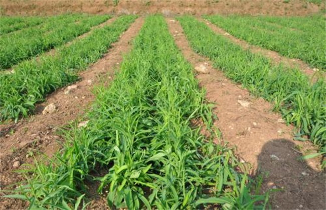 柴胡种植环境要求