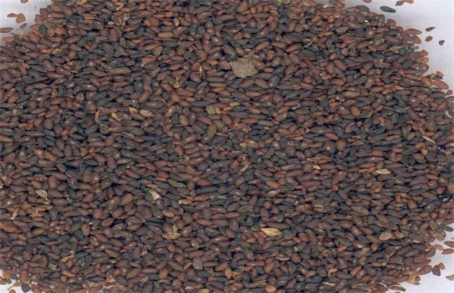 秋季种植什么药材好