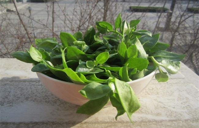 穿心莲种植方法有几种