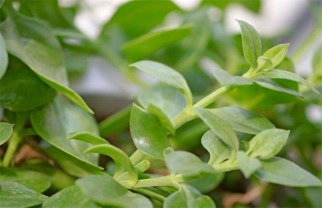 穿心莲种植方法有几种