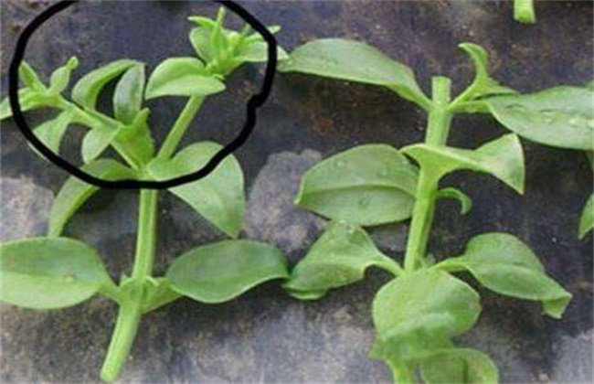 穿心莲种植方法有几种