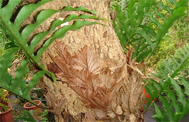 骨碎补种植多长可以采收