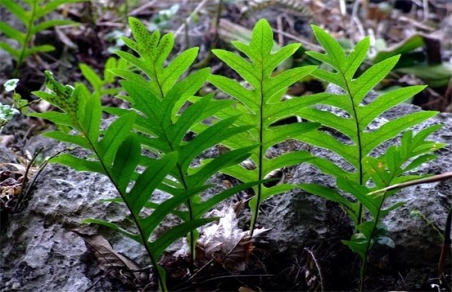 骨碎补种植多长可以采收