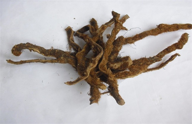 骨碎补种植多长可以采收