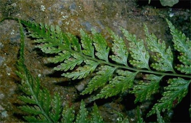 骨碎补种植多长可以采收