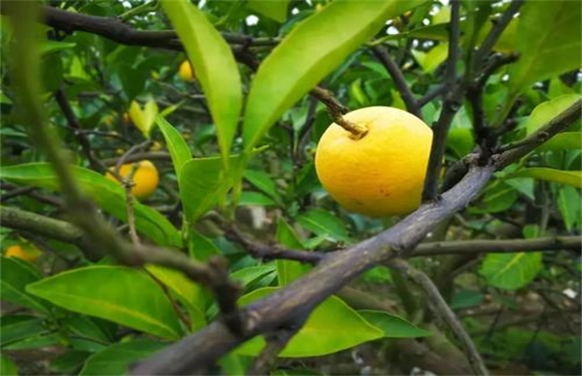 脐橙树花果期管理要点