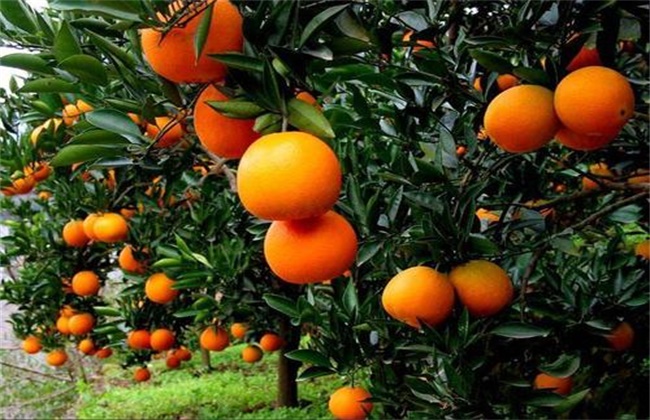 脐橙的种植环境