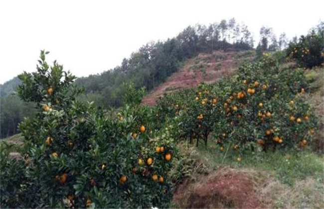 脐橙的种植环境