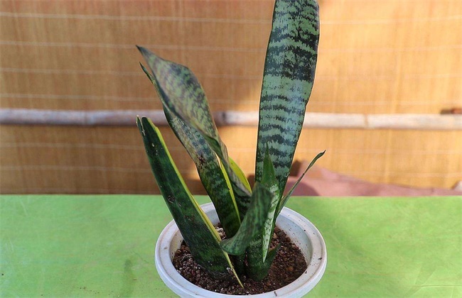 虎皮兰春季怎么种植