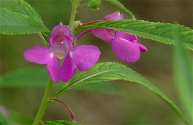 凤仙花叶子卷边干枯该解决办法