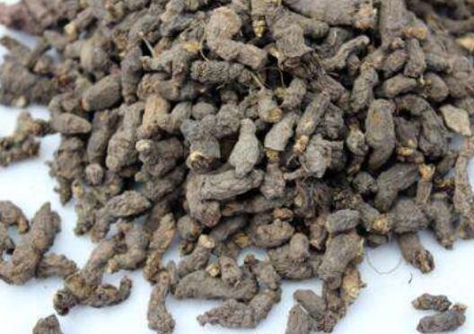 天葵子的功效和作用 天葵子的用法