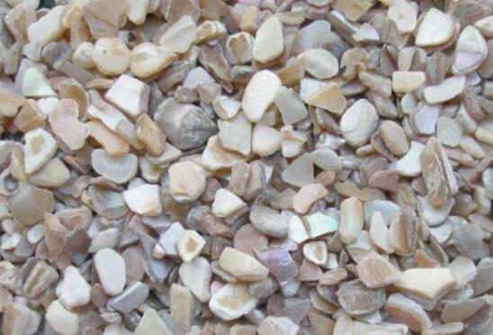 珍珠蚌壳的功效和作用以及药用价值