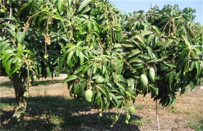 芒果结果树的施肥管理
