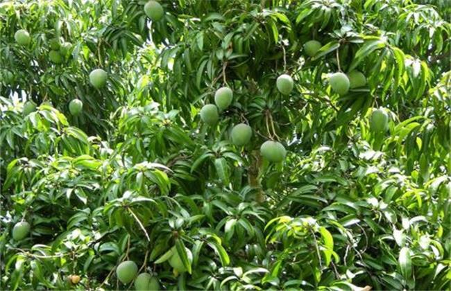 芒果结果树的施肥管理