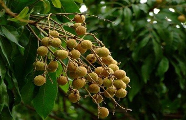 龙眼的种植要点