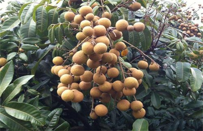 龙眼的种植要点