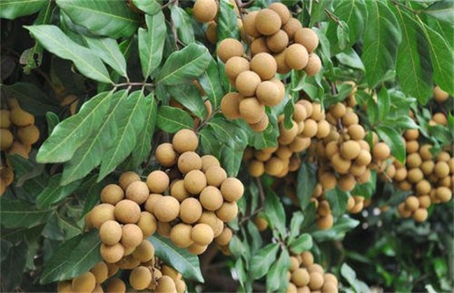 龙眼的种植要点