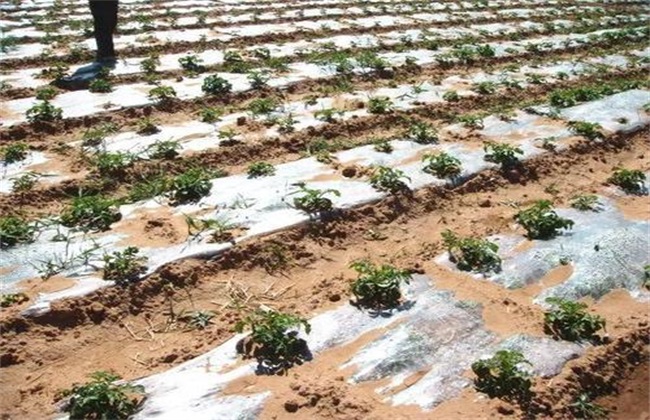 地膜春土豆的后期管理