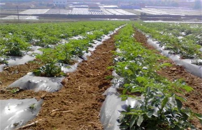 地膜春土豆的后期管理