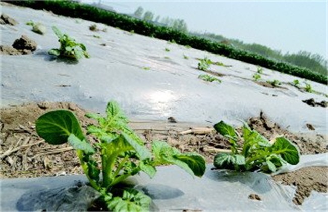 地膜春土豆的后期管理