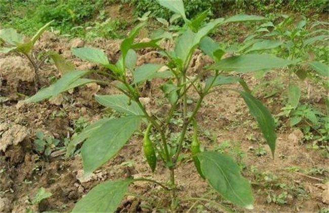 早春辣椒种植技术