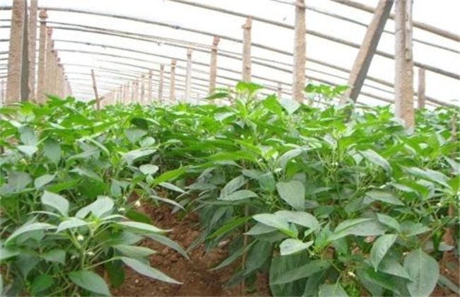 早春辣椒种植技术