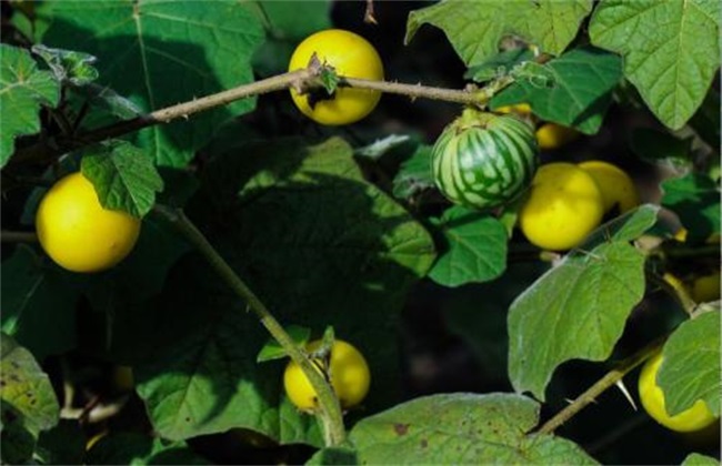 茄子嫁接砧木品种