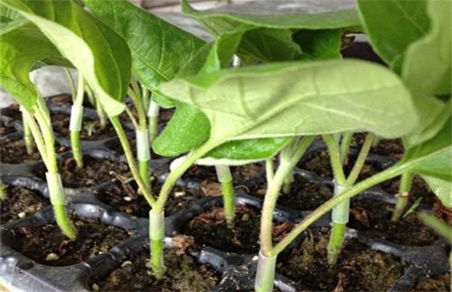 茄子嫁接砧木品种