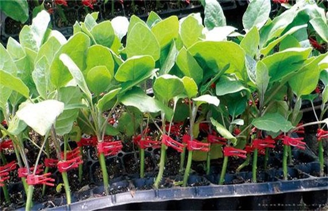 茄子嫁接砧木品种