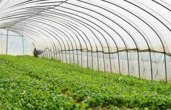 春季棚室管理注意些什么