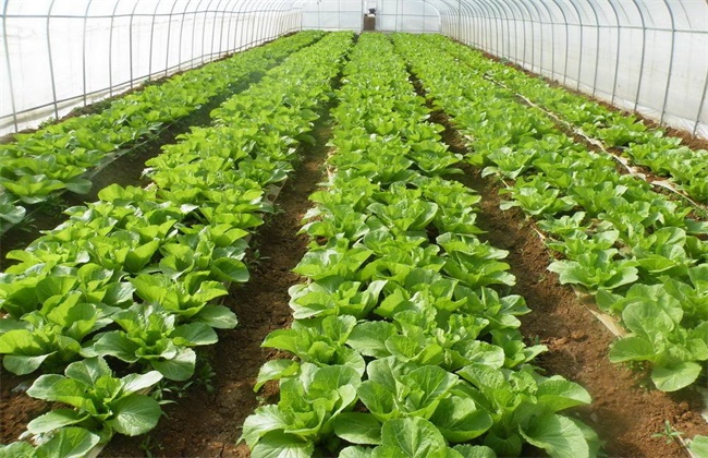 三月份蔬菜种植注意些什么