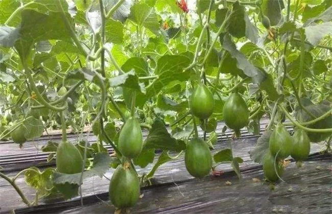 春季棚室管理注意些什么