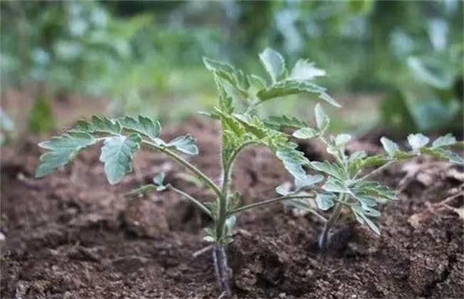 蔬菜的蹲苗方法