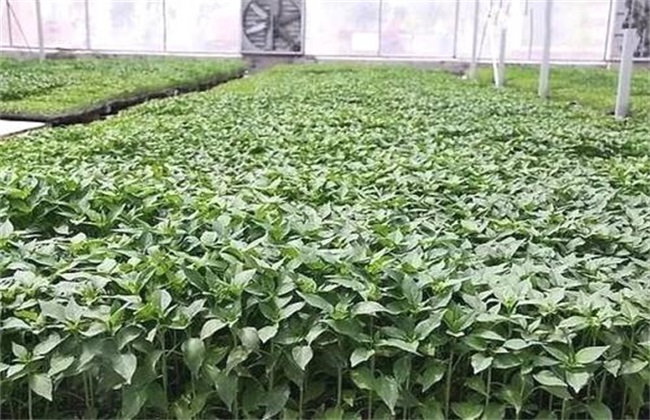 蔬菜的蹲苗方法