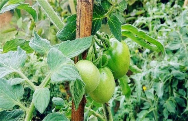 西红柿打叶方法及注意些什么