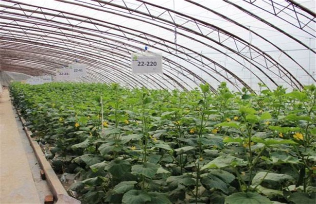 大棚黄瓜浇水注意些什么