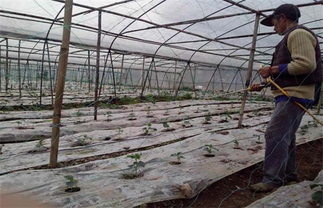 大棚黄瓜浇水注意些什么