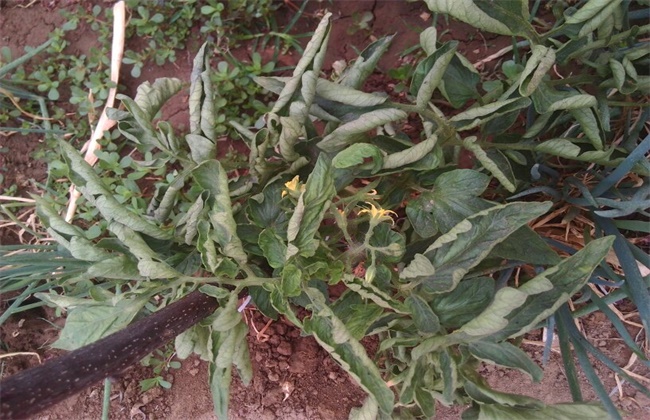 西红柿打叶方法及注意些什么