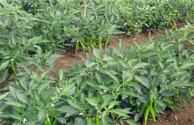 蔬菜蹲苗注意些什么