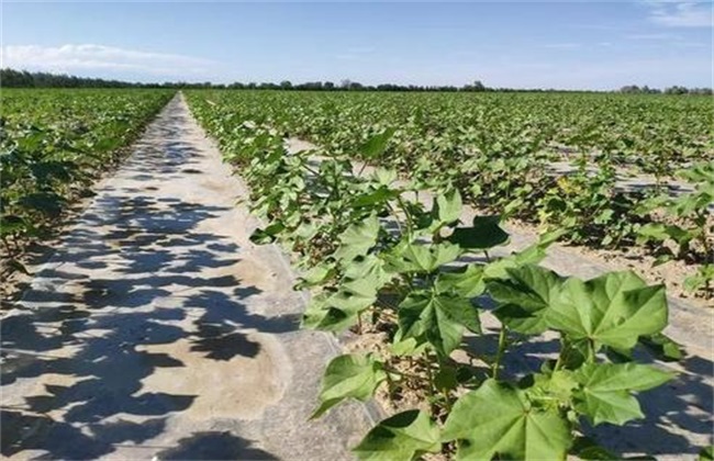 蔬菜蹲苗注意些什么